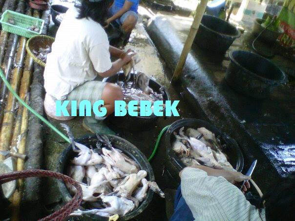 Supplier Daging Bebek,Ayam Kampung dan Daging Puyuh