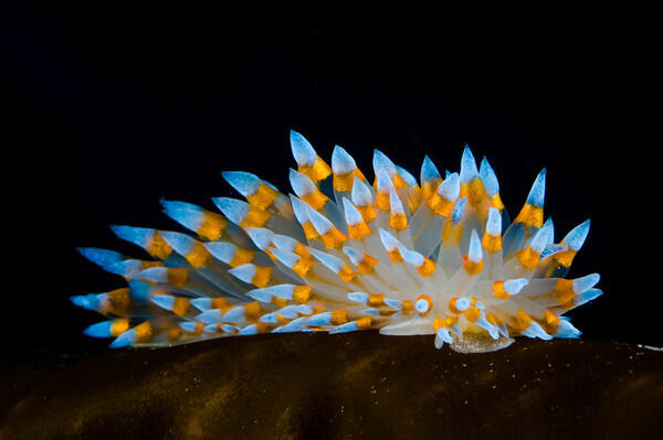Nudibranch si Siput laut Cantik.