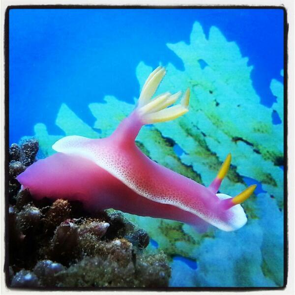Nudibranch si Siput laut Cantik.
