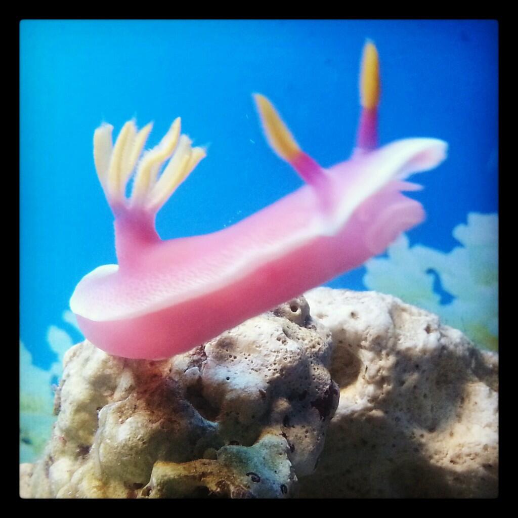 Nudibranch si Siput laut Cantik.