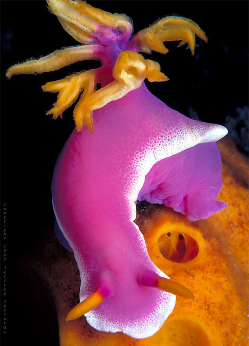 Nudibranch si Siput laut Cantik.