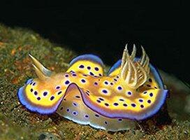 Nudibranch si Siput laut Cantik.