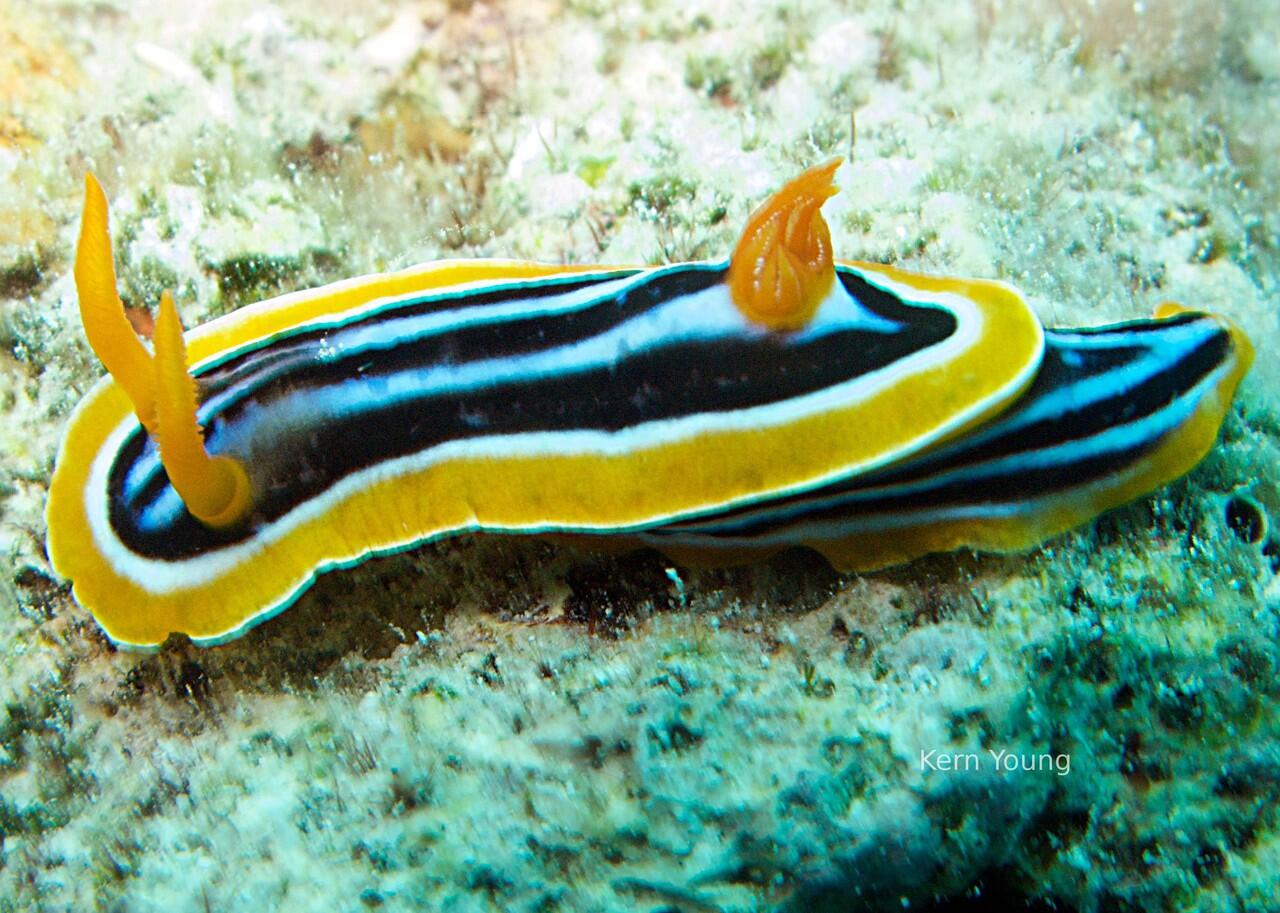 Nudibranch si Siput laut Cantik.