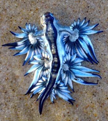 Nudibranch si Siput laut Cantik.