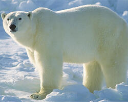 8 Fakta Ilmiah yang Kedengarnnya Aneh dan Mengejutkan