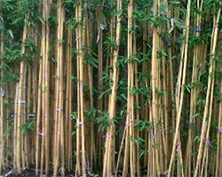 8 Fakta Ilmiah yang Kedengarnnya Aneh dan Mengejutkan