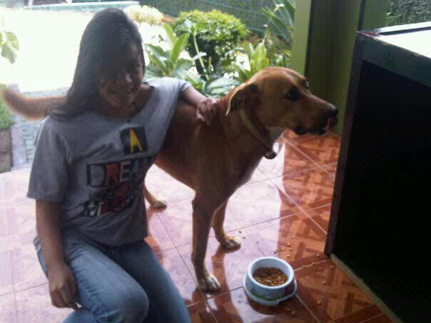 Kandang Anjing Anjing Kampung Hitam