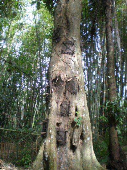 Objek Wisata Tana Toraja @sulawesiselatan (Fullpict).