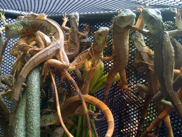 sell GREEN IGUANA & RED IGUANA