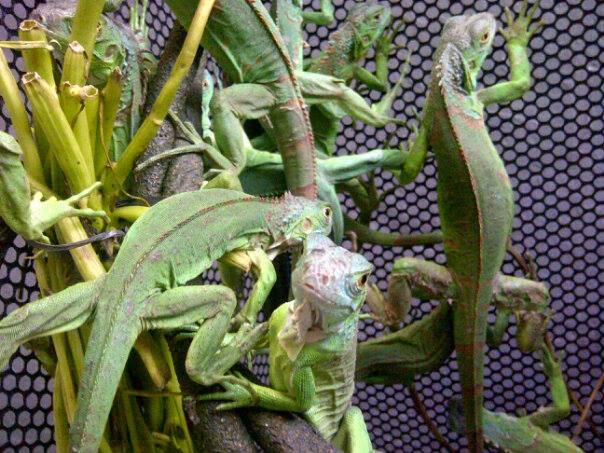 sell GREEN IGUANA & RED IGUANA