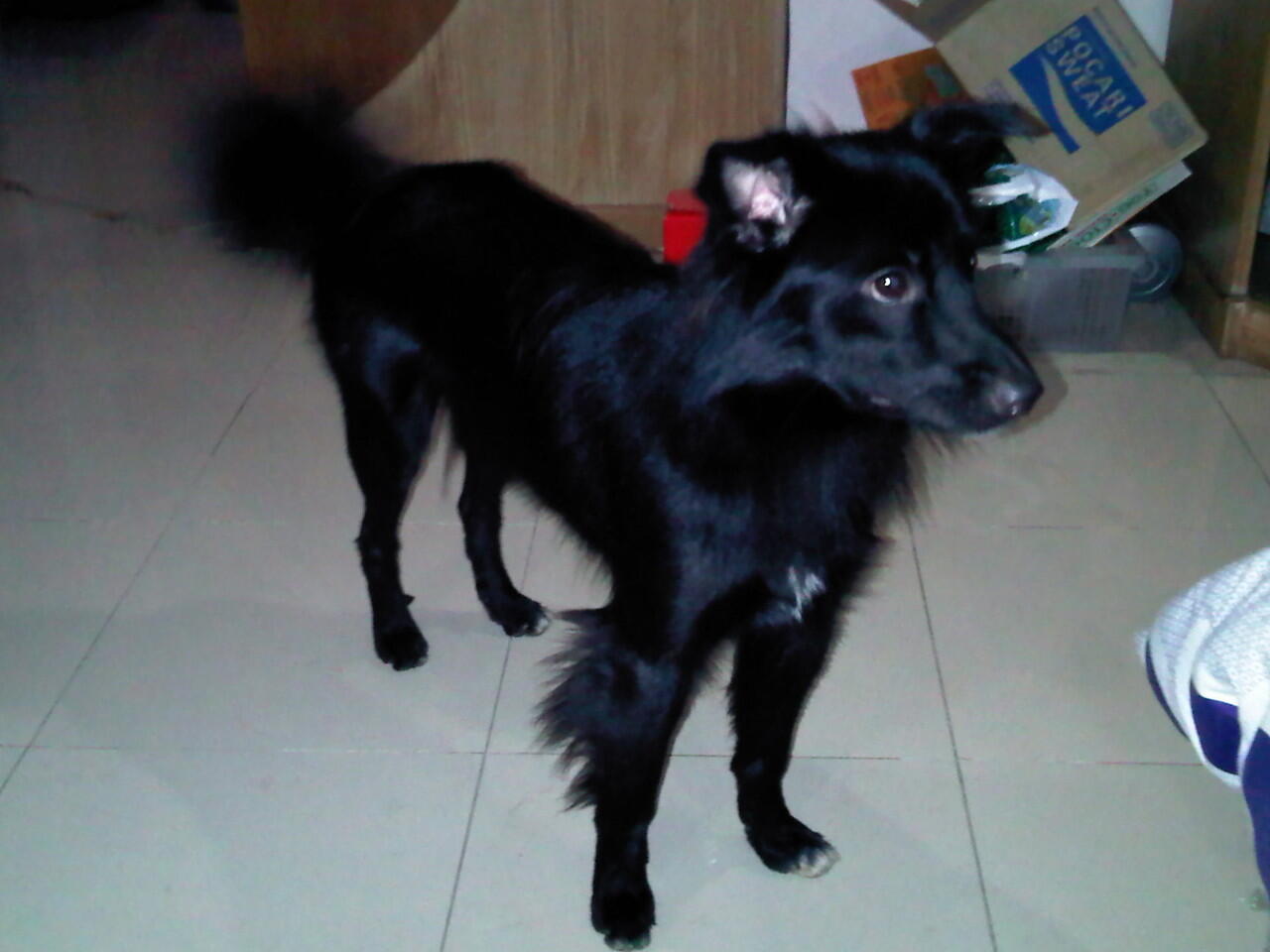 HELP AGAN2 SEMUA ANJING SAYA HILANG !!!