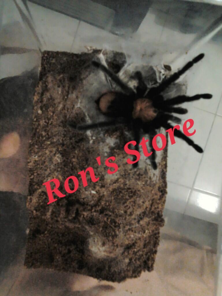 --------- Ron's Store ---------- (Exotic Pet: Gecko,Snake,Varanus,Tarantula)