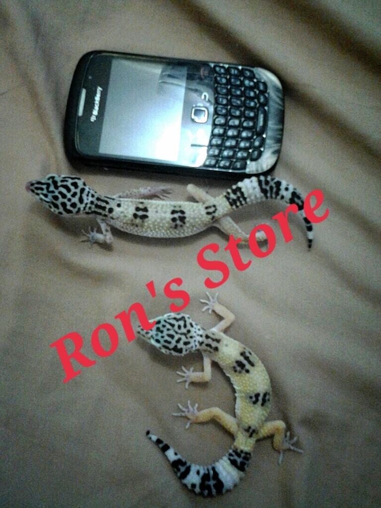 --------- Ron's Store ---------- (Exotic Pet: Gecko,Snake,Varanus,Tarantula)