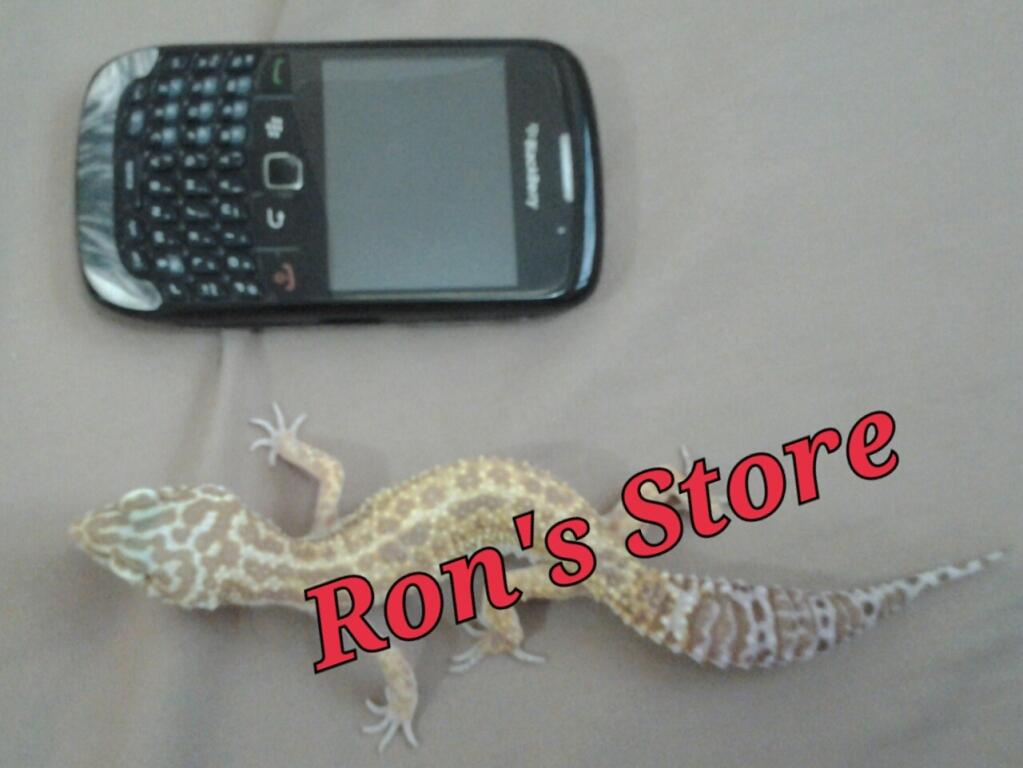 --------- Ron's Store ---------- (Exotic Pet: Gecko,Snake,Varanus,Tarantula)
