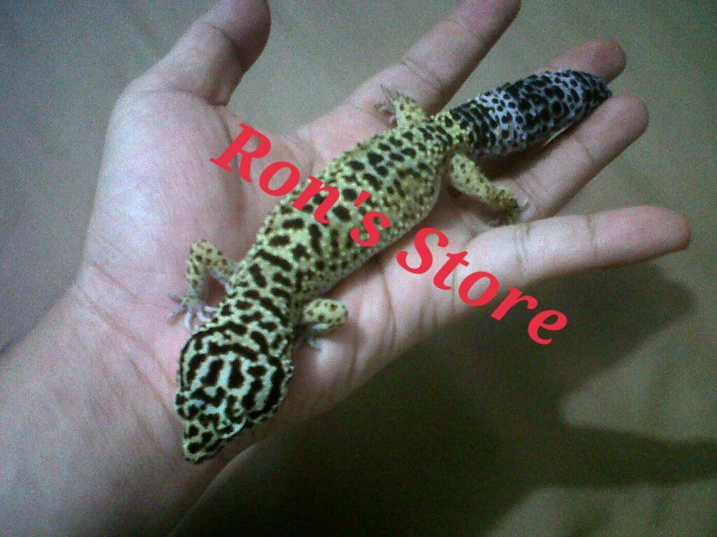--------- Ron's Store ---------- (Exotic Pet: Gecko,Snake,Varanus,Tarantula)
