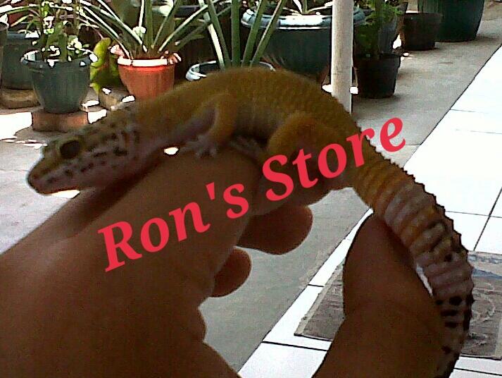 --------- Ron's Store ---------- (Exotic Pet: Gecko,Snake,Varanus,Tarantula)