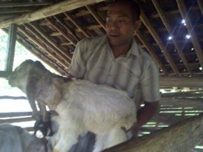 LANJUTAN, KAMBING MATI MISTERIUS (PERUT DI CAT MERAH)