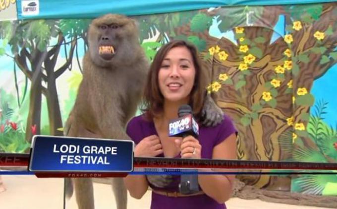 Kera Babun Remas Payudara Reporter (PIC ++)