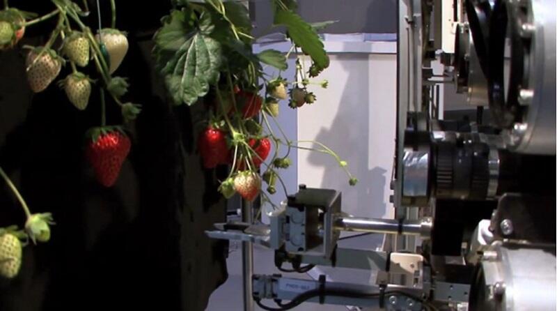 Jepang Ciptakan Robot Pemetik Strawberry