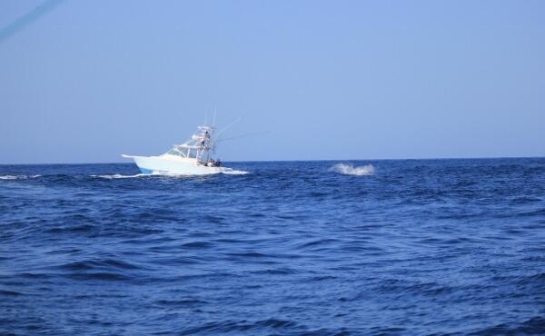 Boat tenggelam di tarik MARLIN...