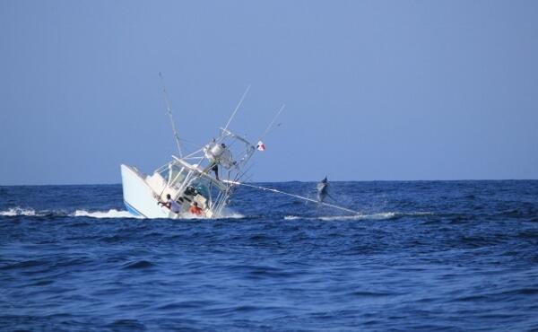 Boat tenggelam di tarik MARLIN...