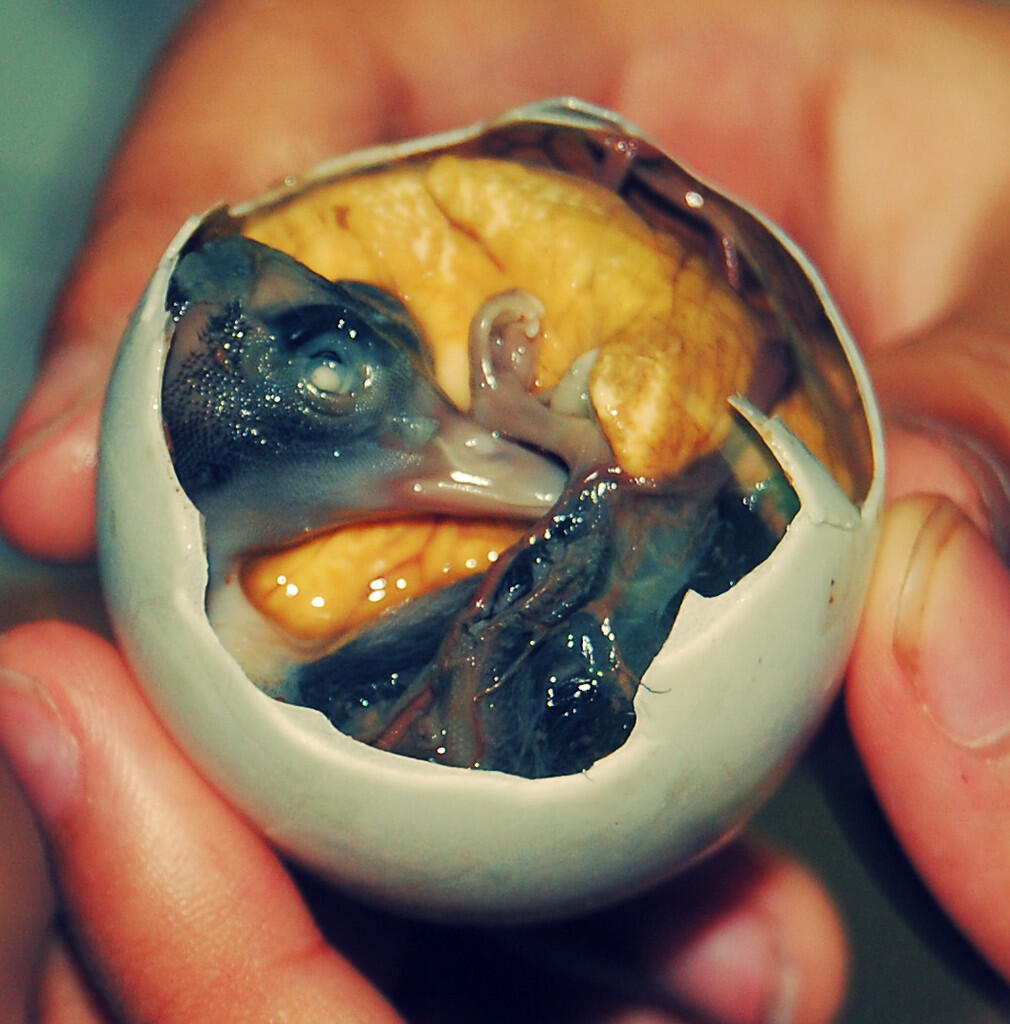 Cara Menikmati Balut (Janin Unggas), Camilan Khas Filipina!