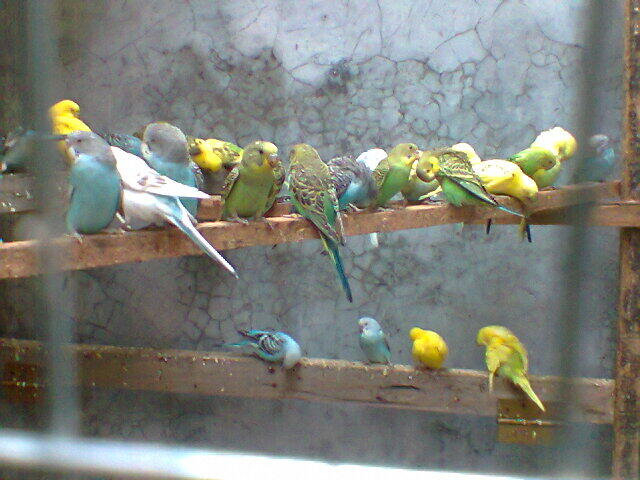 Parkit Murahhh