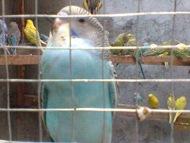 Parkit Murahhh