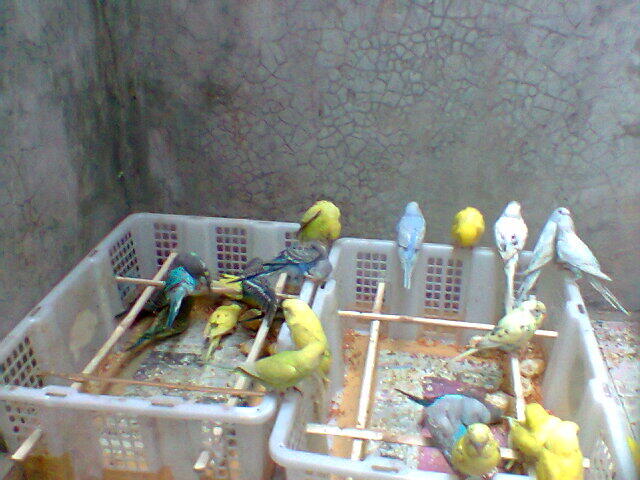 Parkit Murahhh