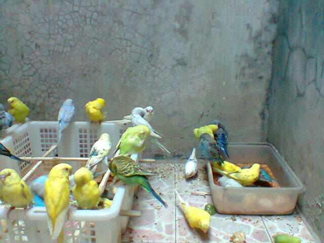 Parkit Murahhh