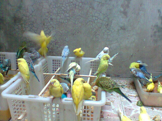 Parkit Murahhh