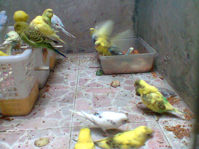 Parkit Murahhh