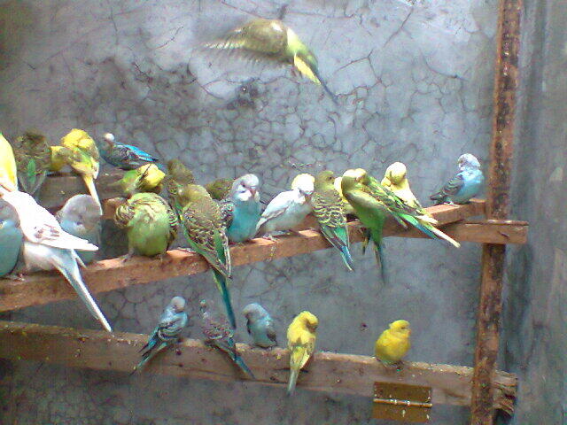 Parkit Murahhh