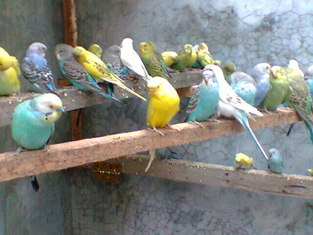Parkit Murahhh