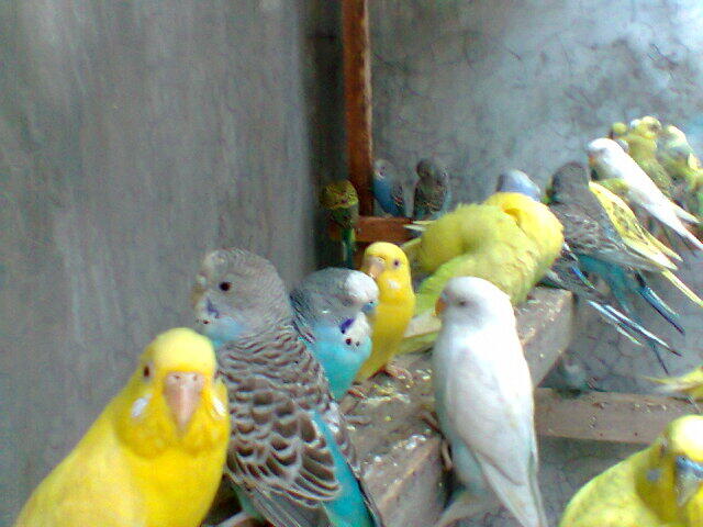 Parkit Murahhh