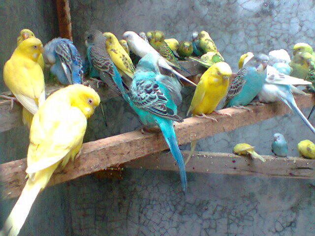 Parkit Murahhh