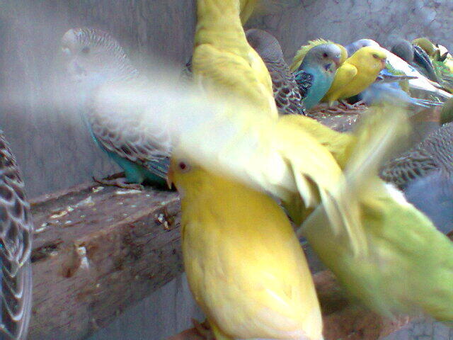 Parkit Murahhh