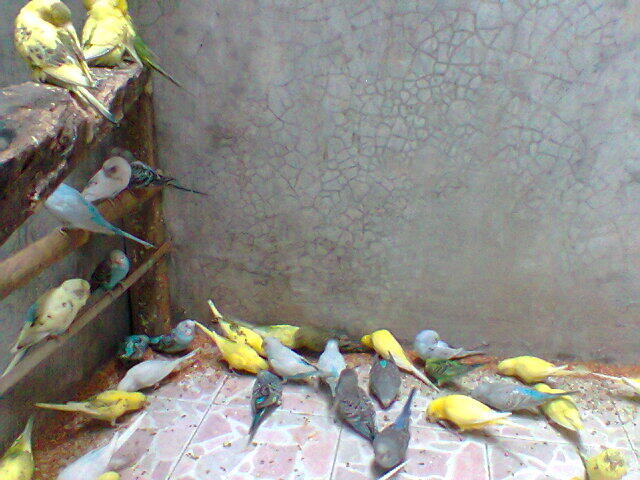 Parkit Murahhh