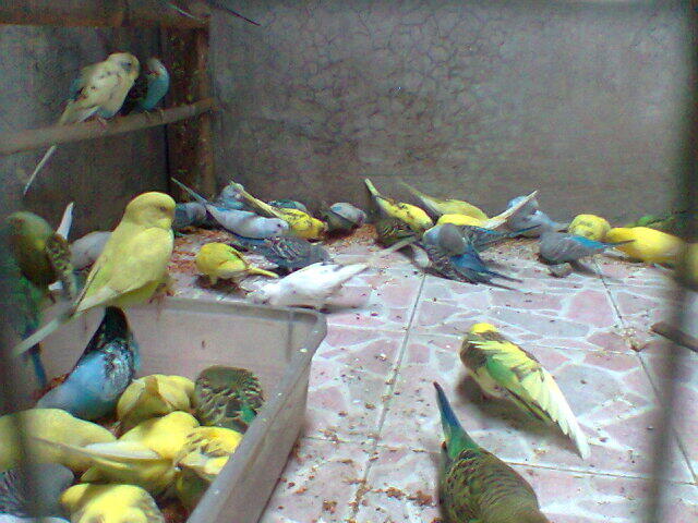 Parkit Murahhh