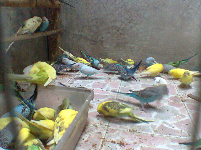 Parkit Murahhh