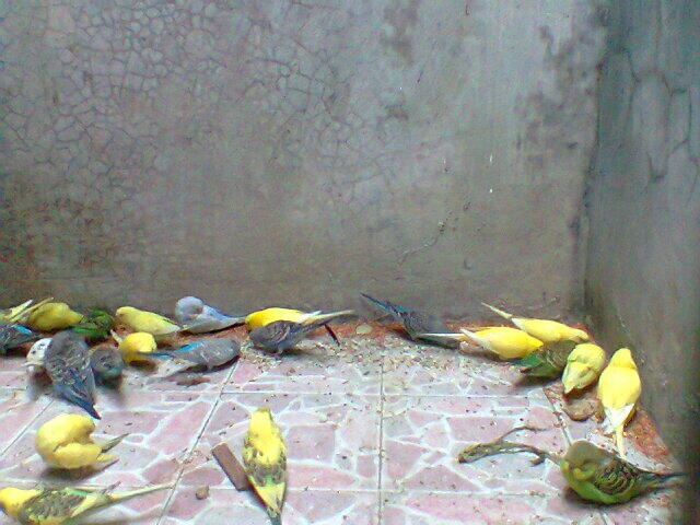 Parkit Murahhh