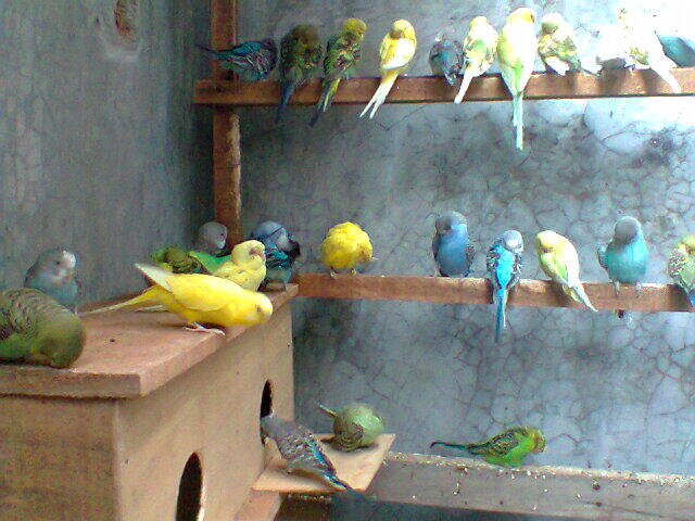 Parkit Murahhh