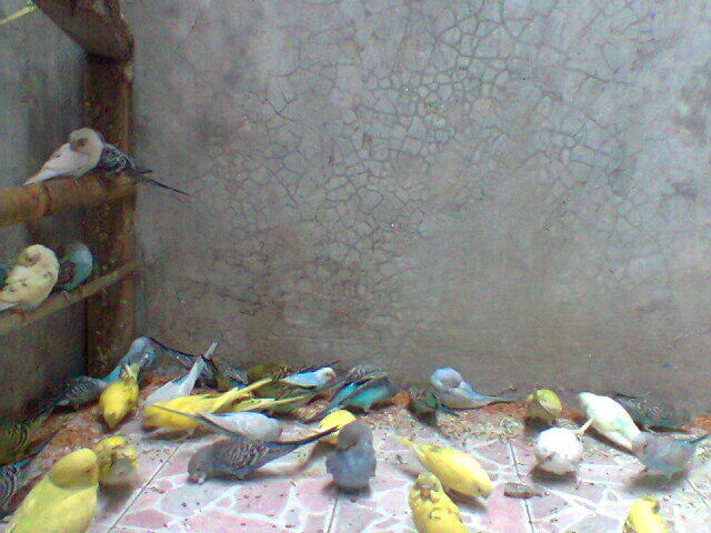 Parkit Murahhh