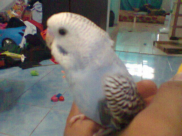 Parkit Murahhh