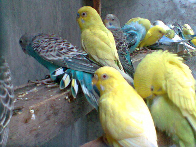 Parkit Murahhh