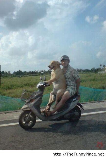 Sekolah Mengemudi untuk Anjing di Selandia Baru