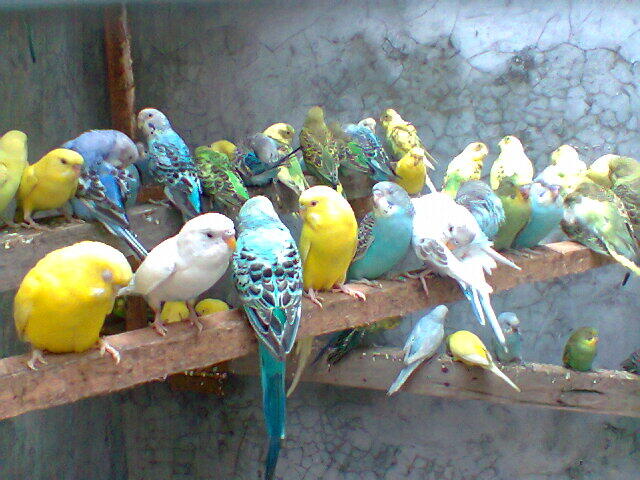 Parkit Murahhh