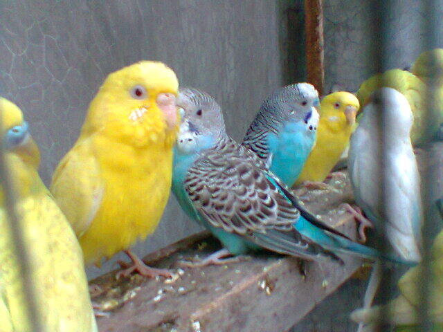 Parkit Murahhh