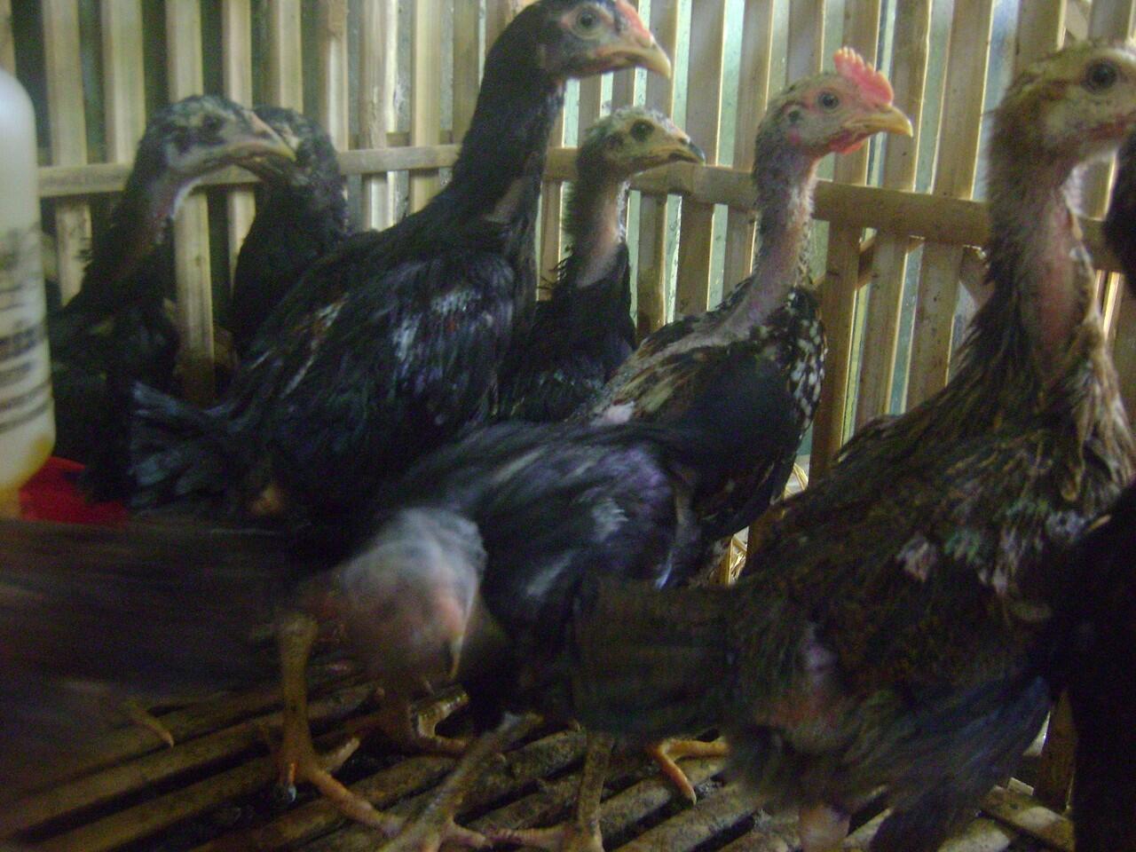 Terjual Ayam  Kampung atau Jawa Asli 11 ekor umur 2 bulan 