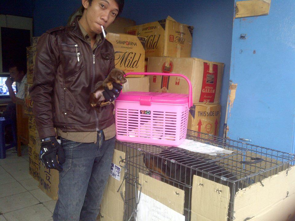 PEPENG PENIPU !! &#91;PET GALERY / ANIMAL STORE / VIPER JAVA KENNEL&#93; YOGYAKARTA 